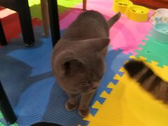 -万小咖.猫咖(中山路天虹店)