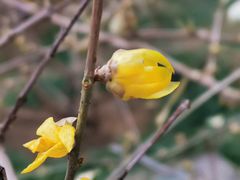 -国家植物园南园