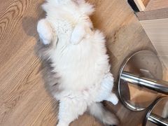 -MOCHA明星猫咖(田子坊店)