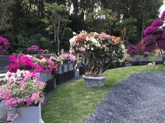 -莲花山公园