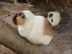 -广州长隆飞鸟乐园