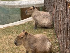 -鄂尔多斯野生动物园