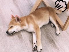 -浣熊柯尔鸭土拨鼠·电玩咖