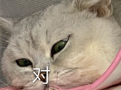 -泰洋动物医院·神经专科·磁共振·CT(天河公园总院)