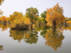 -金塔沙漠胡杨林景区