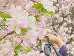 -海棠花溪(元大都城垣遗址公园)