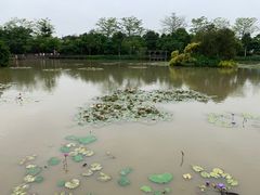-大湾区中央湿地公园