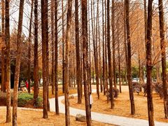 -金山公园