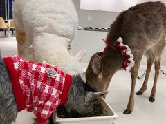 -怪兽屋·羊驼·猫咖·狗咖(俊华广场店)