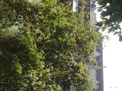 -勐旺傣香园