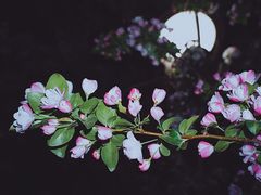 -海棠花溪(元大都城垣遗址公园)