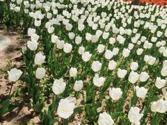 -廊坊文化艺术中心