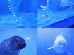 -多彩贵州城极地海洋世界