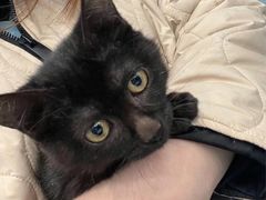-纳吉亚猫专科动物诊疗中心(蒋宅口分院)