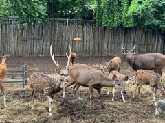 -清迈夜间动物园