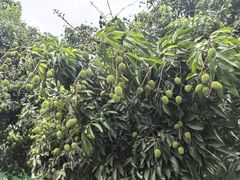 -师兄的茶东莞理工学院(松山湖校区)