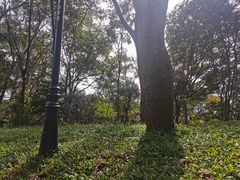 -莲花山公园
