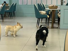 -安格丽娜·狗咖·猫咖羊驼咖(春熙路百盛商场店)