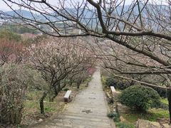 -香雪海