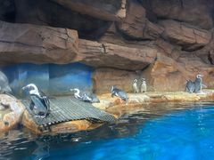 -海合安武汉极地海洋公园