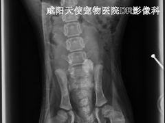 -天使宠物医院·犬猫分诊(彩虹店)