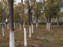 -天津东丽湖风景区