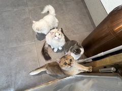 -飞行喵MR PILOT|猫舍·猫咖(静安大融城店)