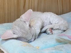 -屋虎猫馆(宝安大仟里店)