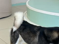 -怪兽屋·羊驼·猫咖·狗咖(俊华广场店)