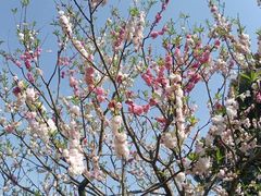 -上海共青森林公园