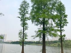 -飞来湖湿地公园