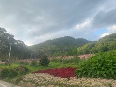 -雁南飞茶田景区