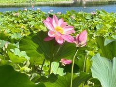 -莲花池公园
