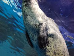 -上海海洋水族馆