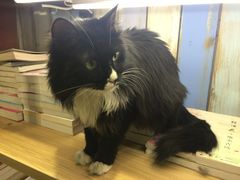 小时光&nbsp;猫语时光咖啡书吧(国贸店)-小时光咖啡馆(开森度假森林店)