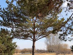 -龙熙温泉高尔夫俱乐部