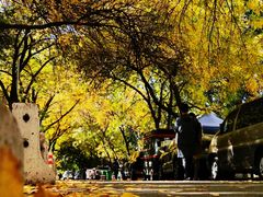 -三里屯东五街银杏大道