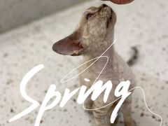 -猫域·湾主题猫咖·宠物吧(南坪城市广场店)