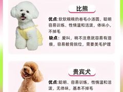 -翊宠yipet猫狗购宠庄园犬舍•猫舍