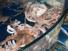 -蓝珊甄选海鲜自助·火锅大排档(近阿那亚店)