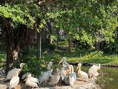 -深圳野生动物园