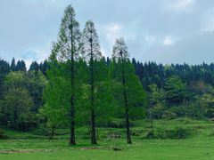 -武陵山森林公园