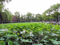 -四川大学(望江校区)
