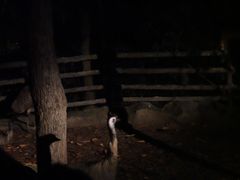 -清迈夜间动物园