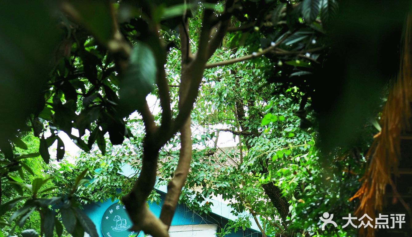 成都下午茶｜森林木屋的悠闲