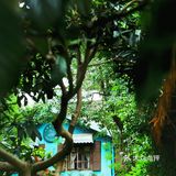 成都下午茶｜森林木屋的悠闲