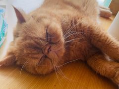 -飞行喵MR PILOT|猫舍·猫咖(静安大融城店)