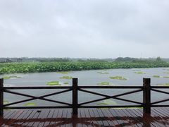 -荷塘月色湿地公园·向阳花洲