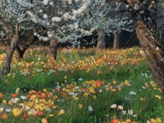 -名花谷生态庄园