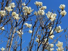 -北运河水利风景区